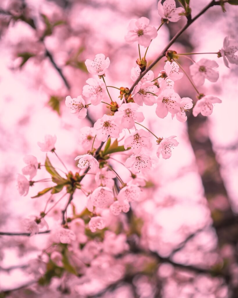 a close up of a tree branch with pink flowers